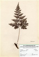 藏品(海州骨碎補)的圖片